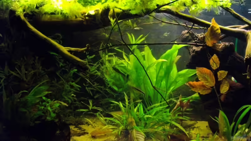 Aquarium Blätterwald Amazoniens von Caricciola (9)