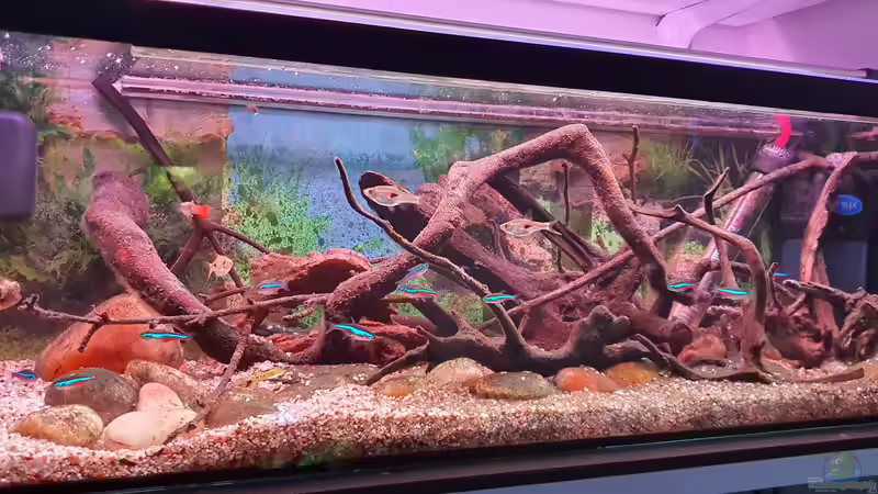 Aquarium blaue Neon Paradies von Malawi-Guard (2)