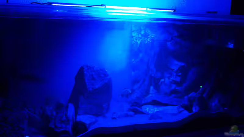Aquarium Blauer Felsen von Christian Schlüter (2)