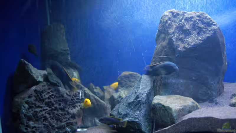 Aquarium Blauer Felsen von Christian Schlüter (3)