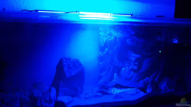 Aquarium Blauer Felsen von Christian Schlüter (4)