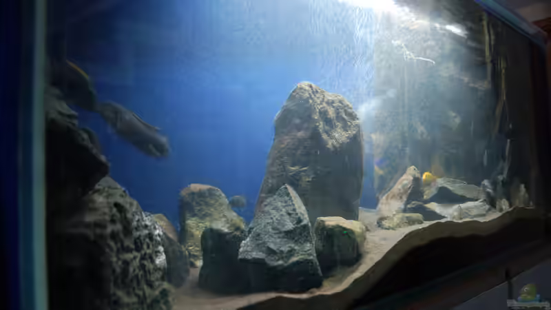 Aquarium Blauer Felsen von Christian Schlüter (6)