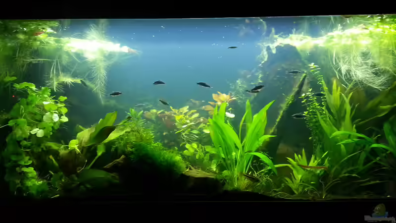 Aquarium Blaulinge im Grünen von Yvonne Storms (10)