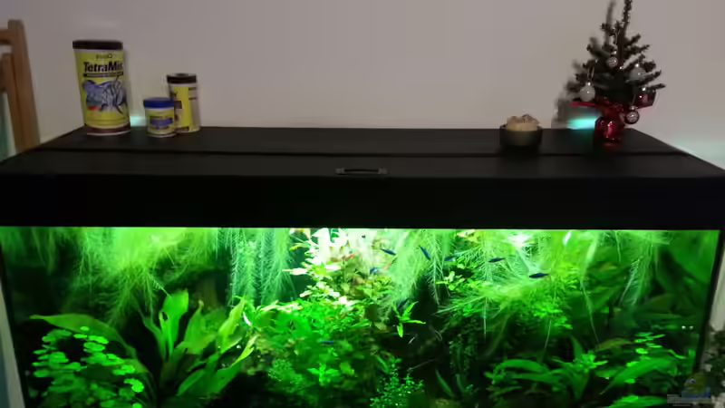 Aquarium Blaulinge im Grünen von Yvonne Storms (11)