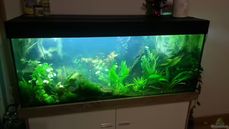 Aquarium Blaulinge im Grünen von Yvonne Storms (12)