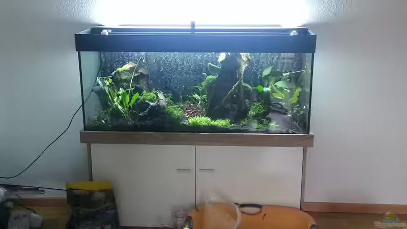 Aquarium Blaulinge im Grünen von Yvonne Storms (5)