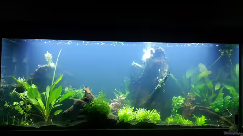 Aquarium Blaulinge im Grünen von Yvonne Storms (6)