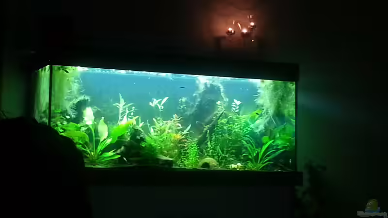 Aquarium Blaulinge im Grünen von Yvonne Storms (7)