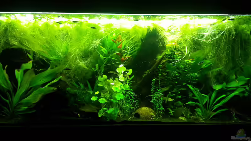 Aquarium Blaulinge im Grünen von Yvonne Storms (8)