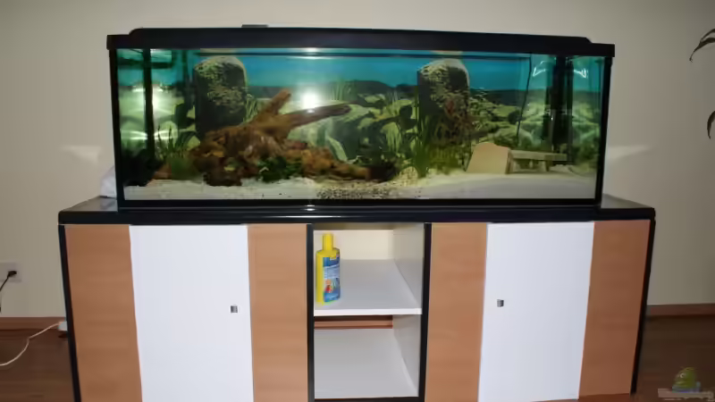 Aquarium Blaupunkt und Sajica von Bastian & Sandra (2)