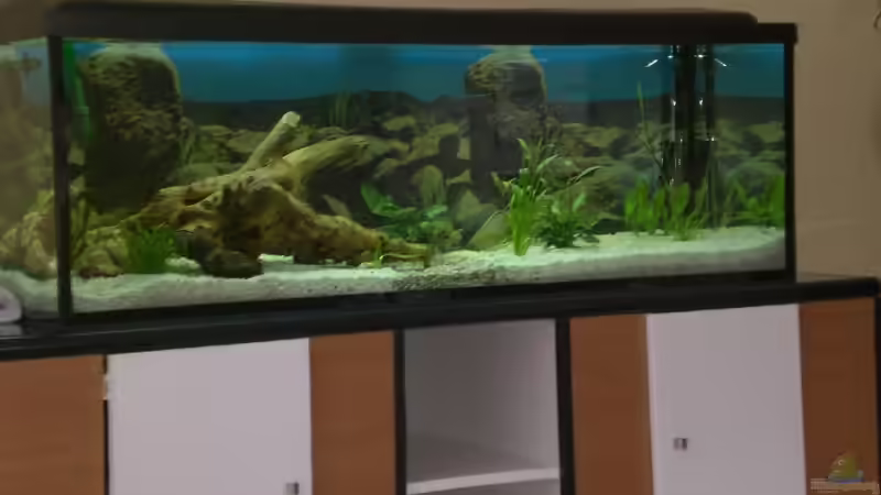 Aquarium Blaupunkt und Sajica von Bastian & Sandra (6)