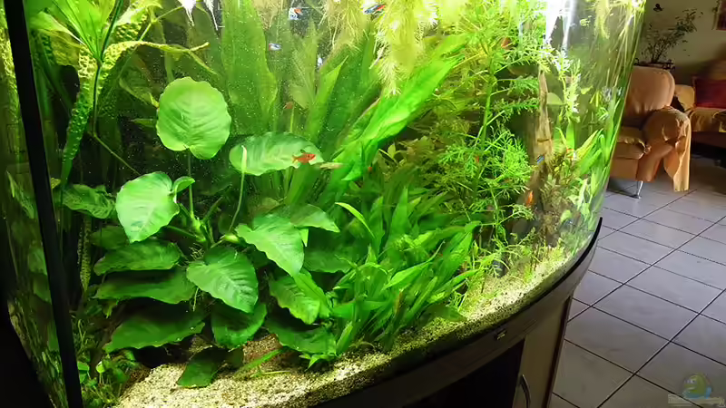 Aquarium Blick von links von Bazzi (14)