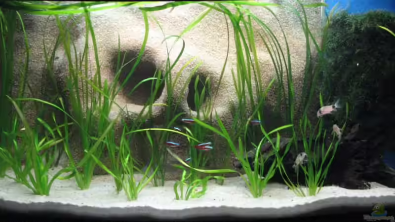 Aquarium Blixas Becken von Blixa (3)