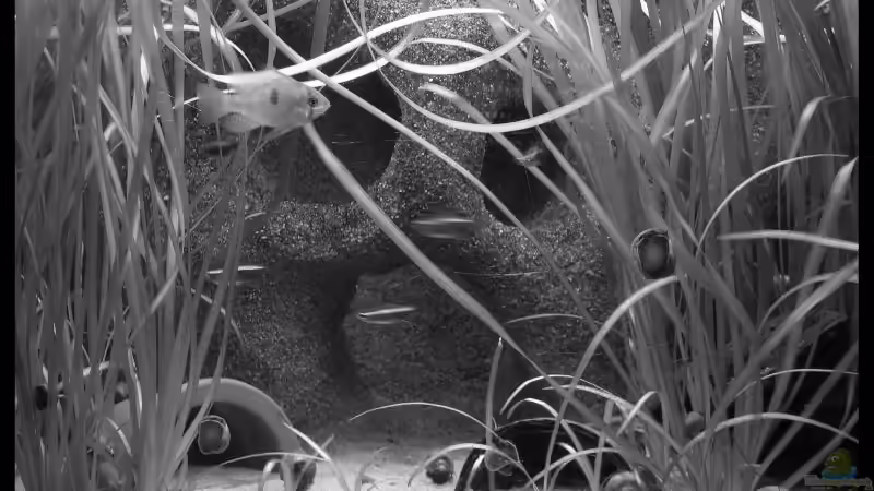 Aquarium Blixas Becken von Blixa (5)