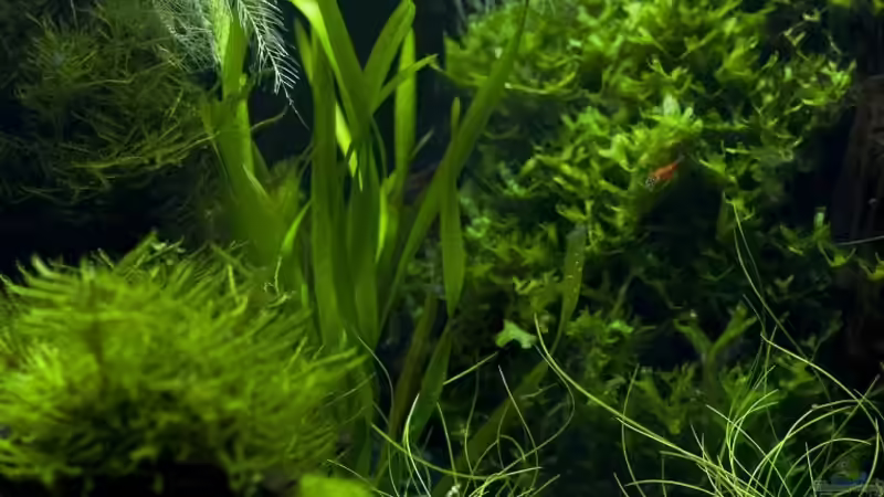 Aquarium blubblub von Christoph (2)