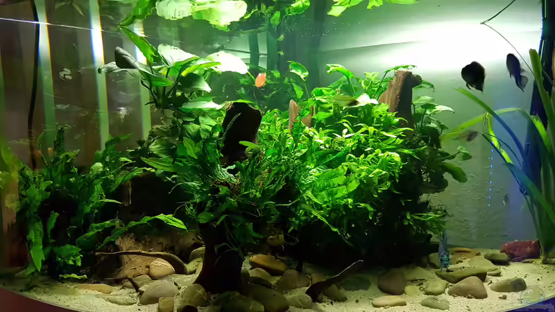 Aquarium Blue Dempsey von Rabunz3l (2)