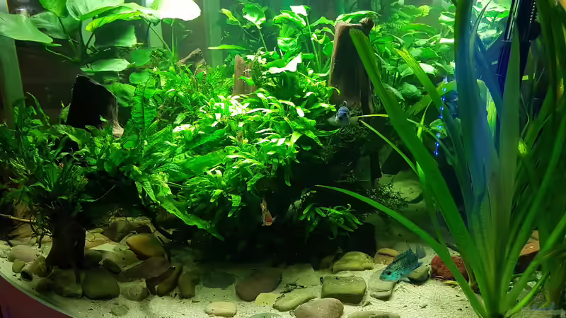 Aquarium Blue Dempsey von Rabunz3l (4)