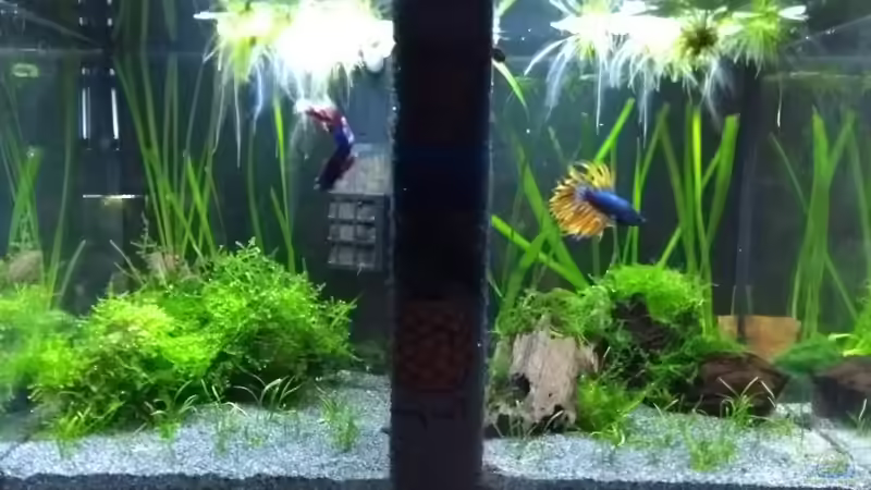 Aquarium Blue Dream und Betta Becken von Stephy (2)