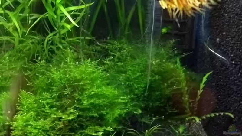 Aquarium Blue Dream und Betta Becken von Stephy (5)