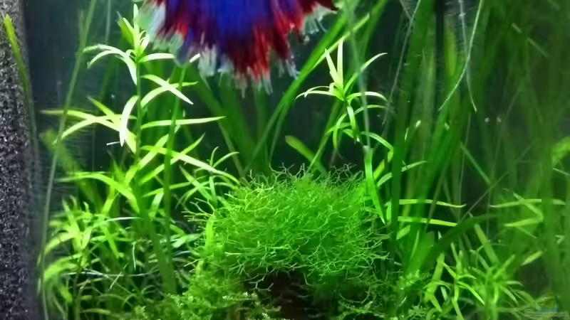 Aquarium Blue Dream und Betta Becken von Stephy (6)
