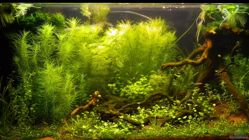 Aquarium Blue-Eyed Angels (nur noch Beispiel) von Nick3 (5)