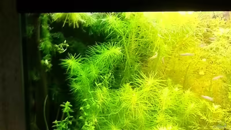 Aquarium Blue-Eyed Angels (nur noch Beispiel) von Nick3 (7)