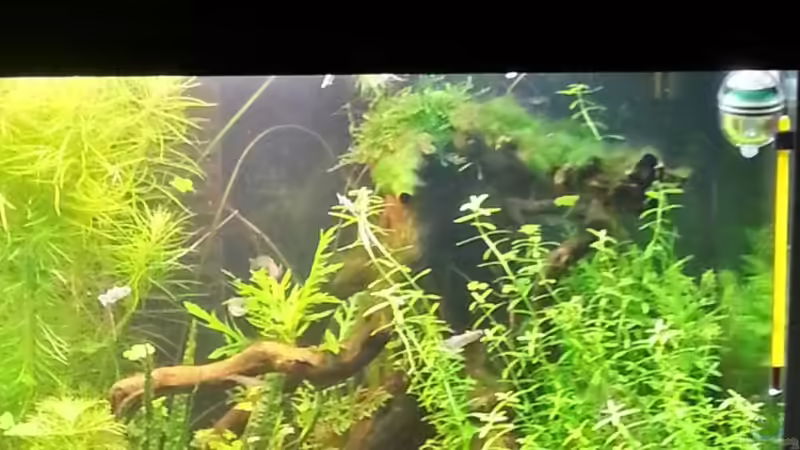 Aquarium Blue-Eyed Angels (nur noch Beispiel) von Nick3 (9)