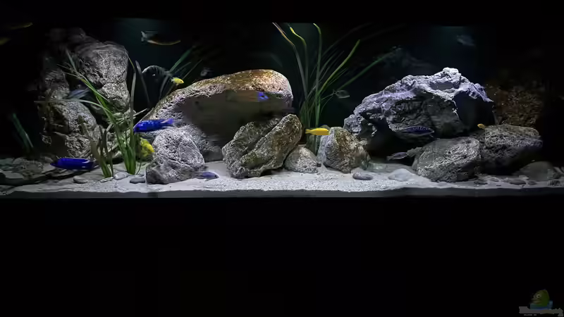Aquarium blue malawi (wurde aufgelöst) von AW. (2)