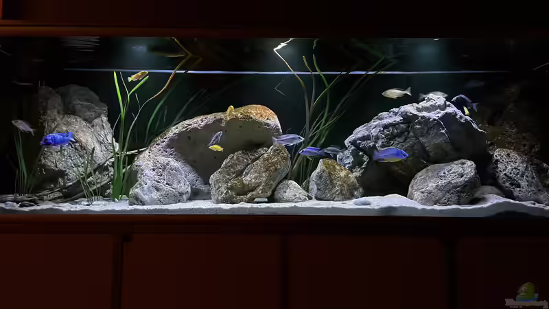 Aquarium blue malawi (wurde aufgelöst) von AW. (5)