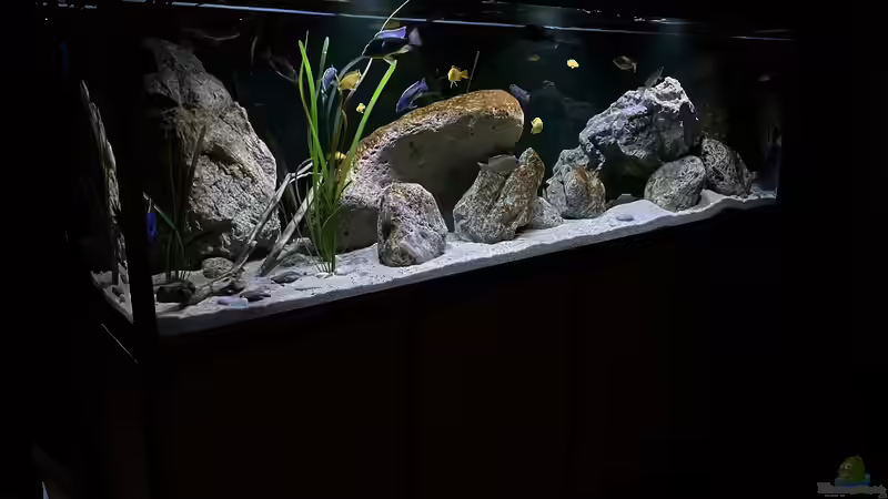 Aquarium blue malawi (wurde aufgelöst) von AW. (7)