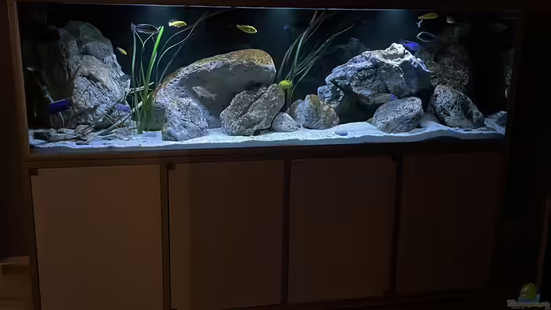 Aquarium blue malawi (wurde aufgelöst) von AW. (8)