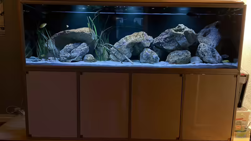Aquarium blue malawi (wurde aufgelöst) von AW. (9)