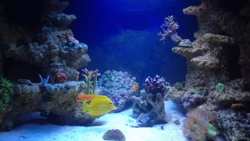Aquarium BlueReef von ~Elena~ (3)