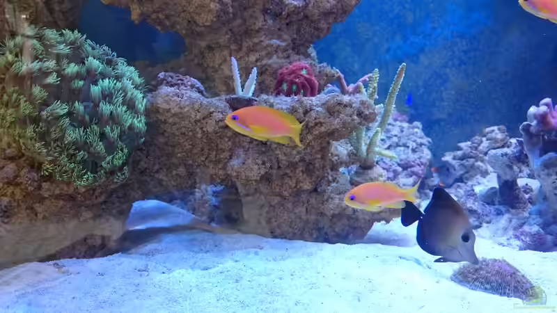 Aquarium BlueReef von ~Elena~ (6)