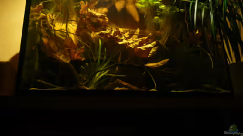 Aquarium Borellis von Cichlid Power (5)