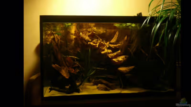 Aquarium Borellis von Cichlid Power (7)