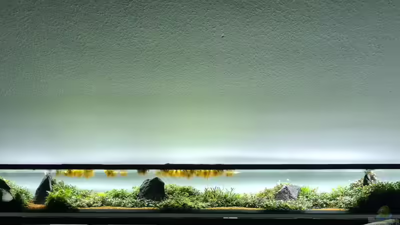 Aquarium Borneo Wild von AquaTobi90 (2)