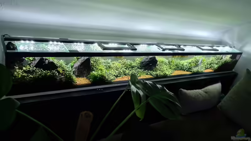 Aquarium Borneo Wild von AquaTobi90 (4)