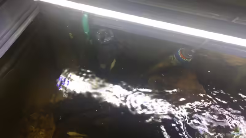 Aquarium Brackwasser-Mangroventümpel von Kugelfisch (3)