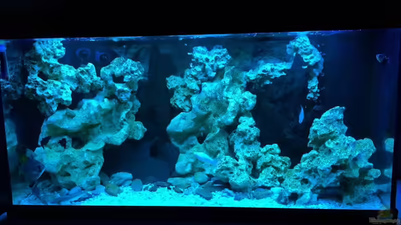 Aquarium Brackwasserbecken von _JWoww_ (3)