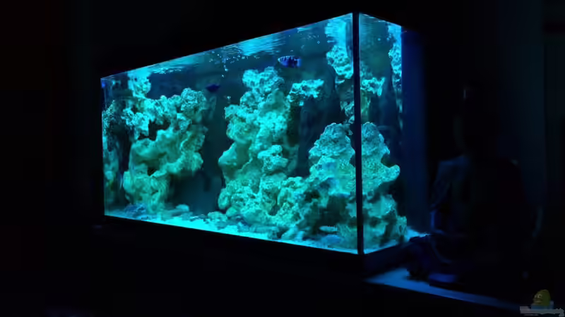 Aquarium Brackwasserbecken von _JWoww_ (5)