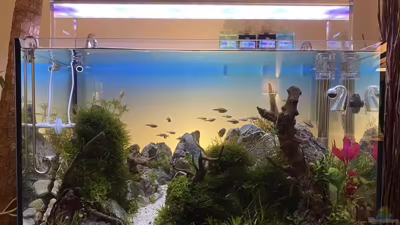 Aquarium Branch von chu2k8 (17)