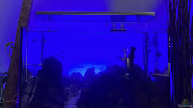 Aquarium Branch von chu2k8 (18)