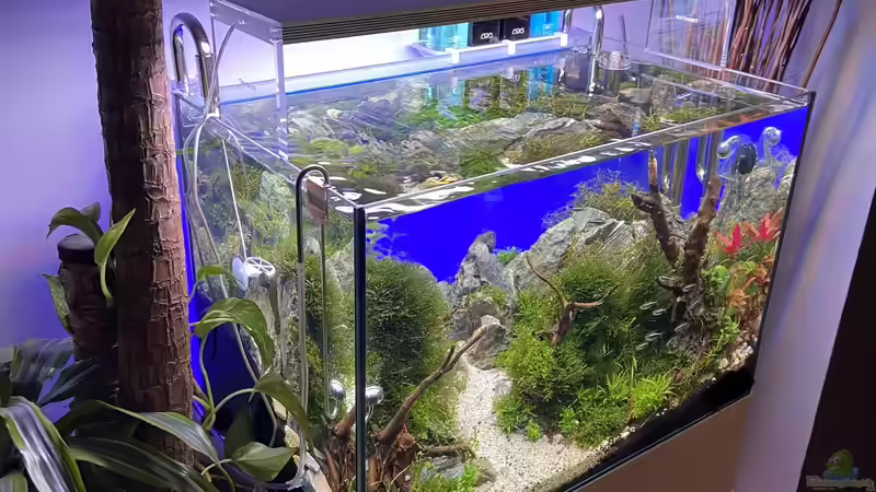 Aquarium Branch von chu2k8 (20)