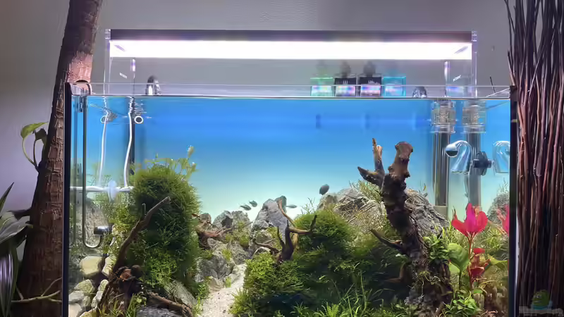 Aquarium Branch von chu2k8 (22)
