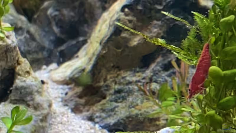 Aquarium Branch von chu2k8 (24)