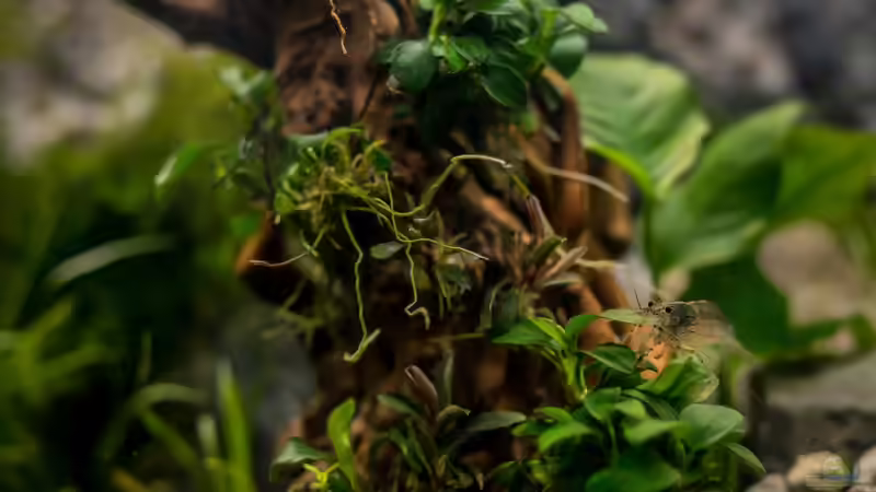 Aquarium Branch von chu2k8 (29)