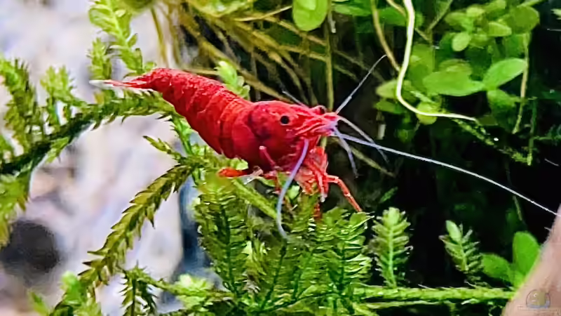 Aquarium Branch von chu2k8 (3)