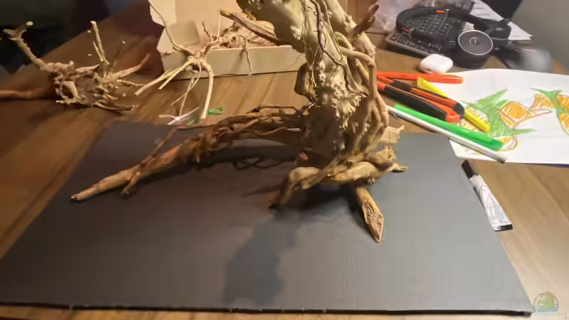 Aquarium Branch von chu2k8 (30)