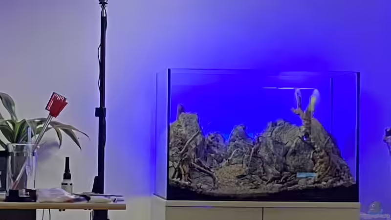 Aquarium Branch von chu2k8 (31)